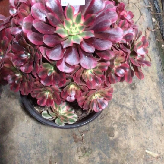 J****无花朵美杜莎法师多肉植物043号