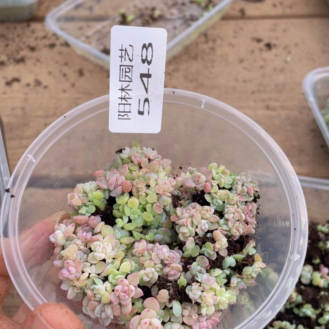 多肉植物多肉植物548