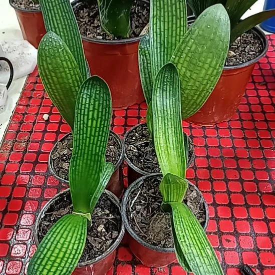 当前无花栽培后可以开花