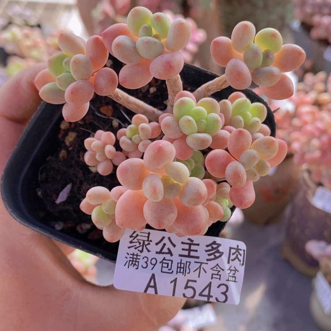 鱼子酱6cm1543多肉酱