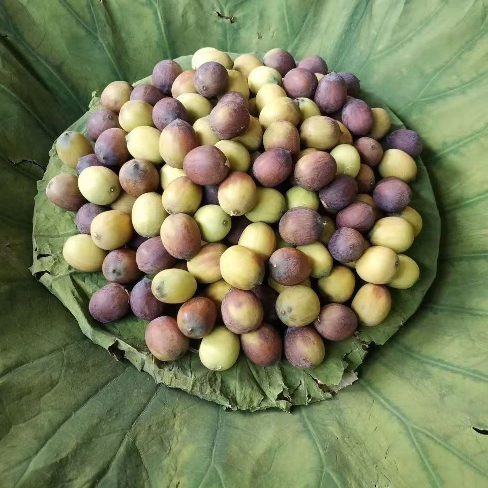 新鲜青莲子米可去芯生吃麻莲子米成熟老莲子米可煲汤煮粥莲子米