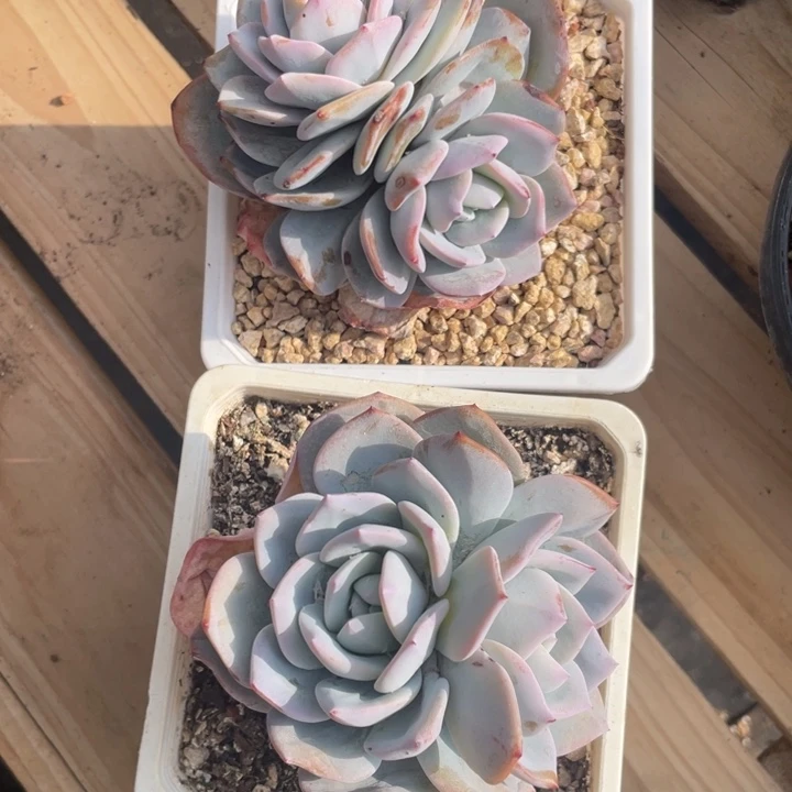 韩版奶茶Y腿2颗，拍1发2