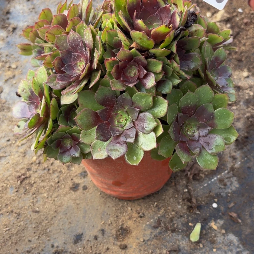 843多肉植物捧花的