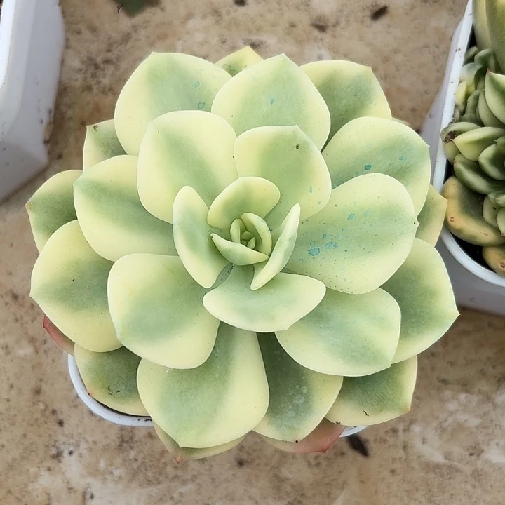 白月光锦一物一拍