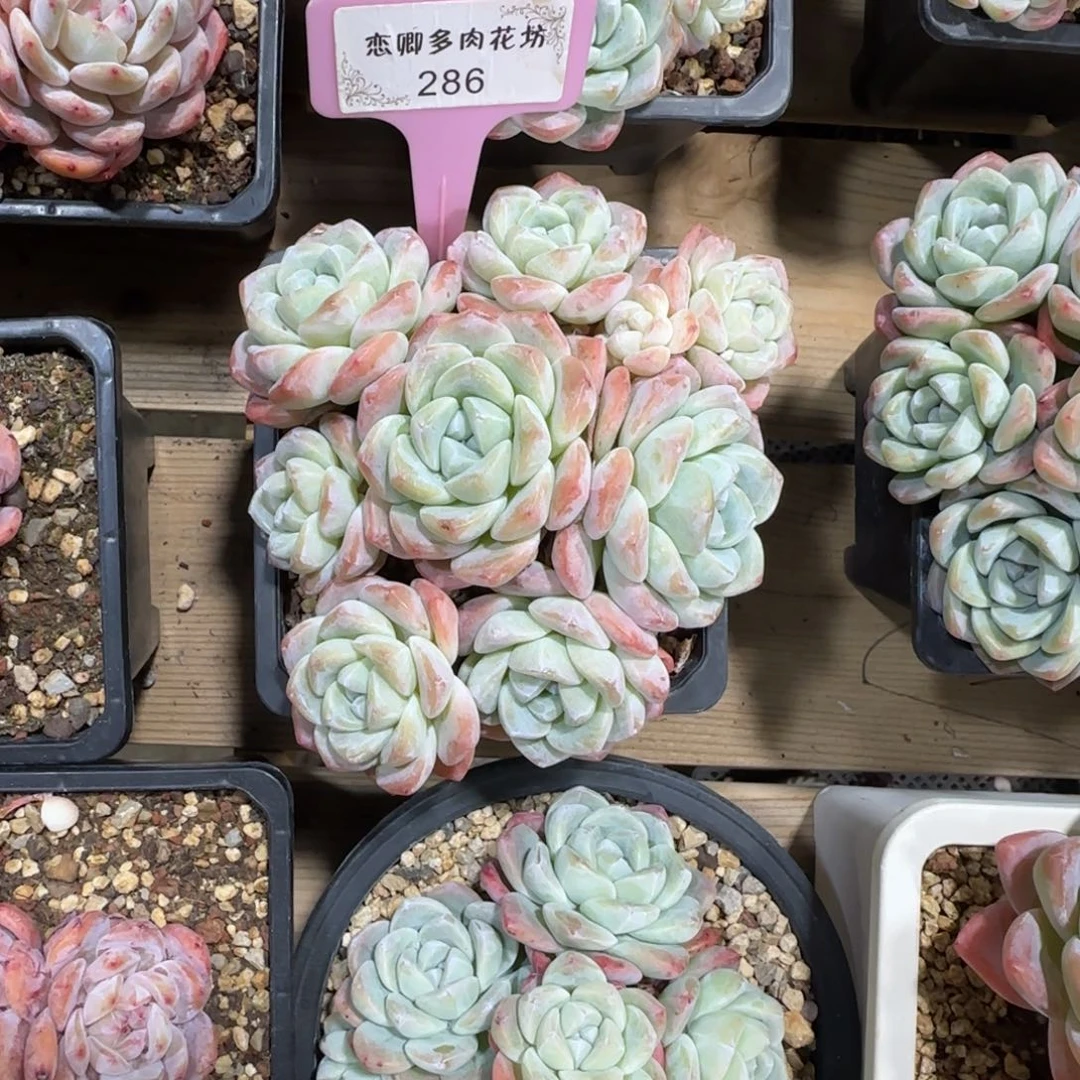 波**萝286冰玉多头有砍