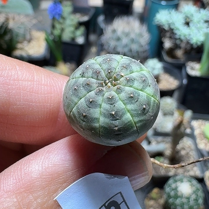 875欧版布纹球脱土发货