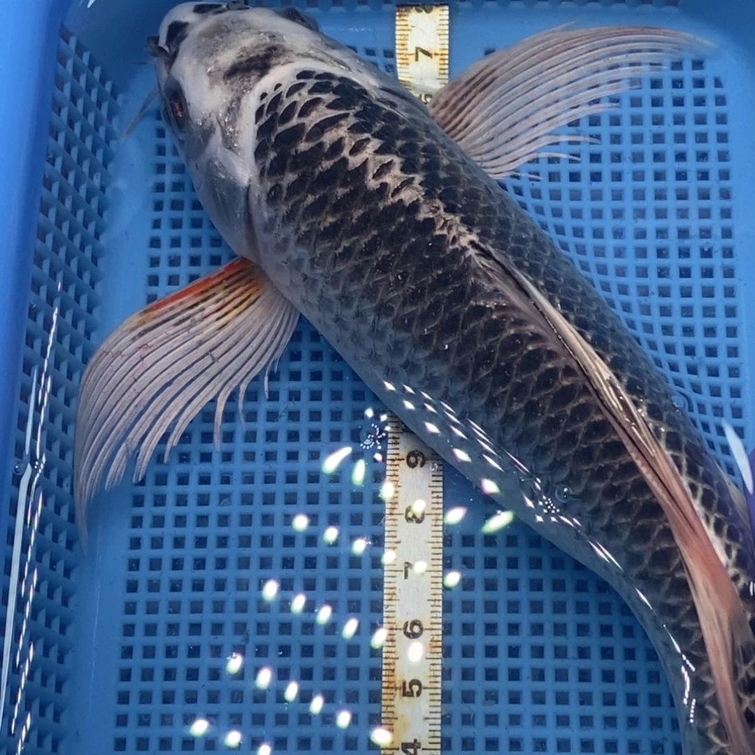 锦鲤冷水锦鲤包邮