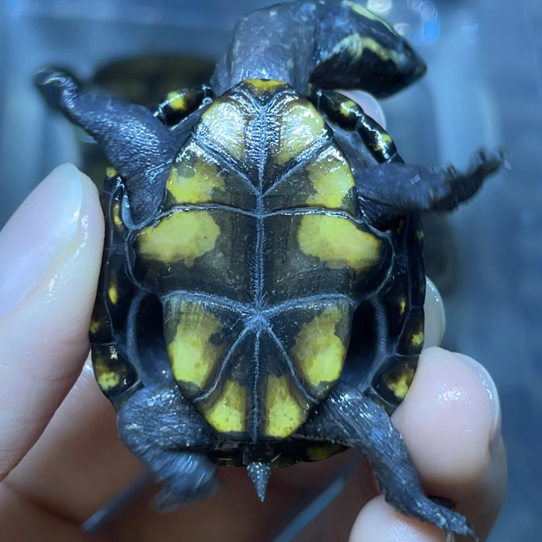 我***你蛋龟不分公母头盔头盔头盔头盔