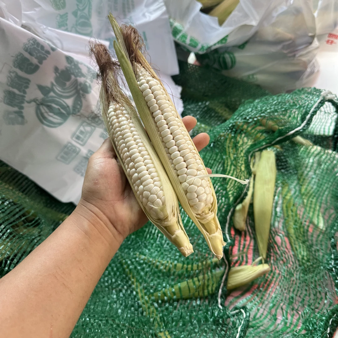 版纳拇指玉米29.9两公斤新鲜拇指玉米云南省
