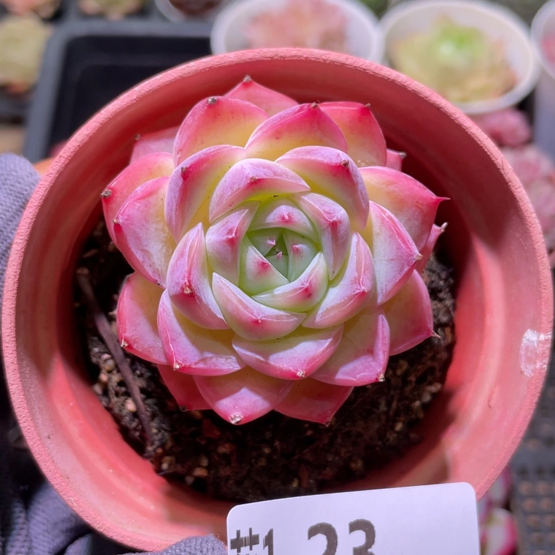 花利美 1-23粉水晶