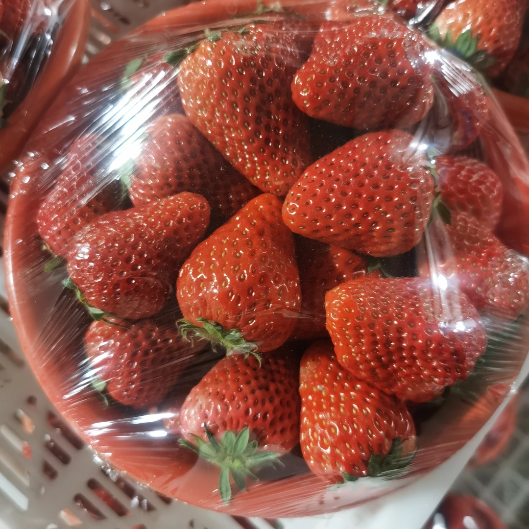江苏东海中小果红颜草莓1盆（毛重约2斤）红玉