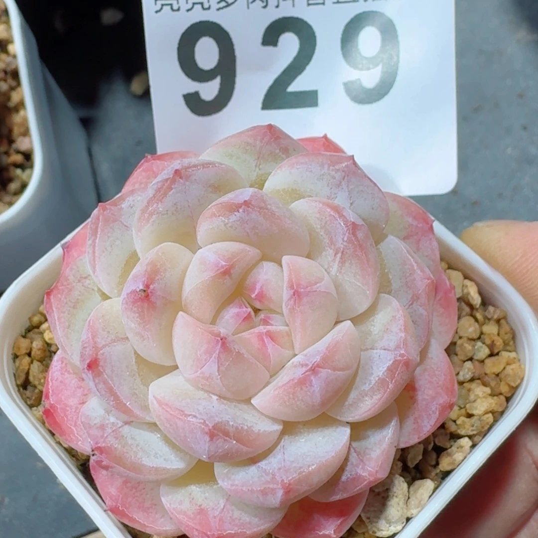 美心模特         精品多肉