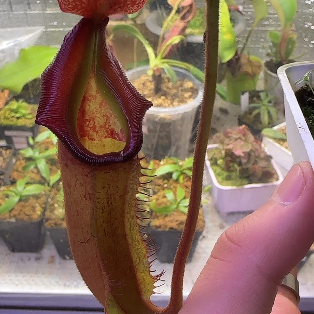 无花朵专拍VLB猪笼草