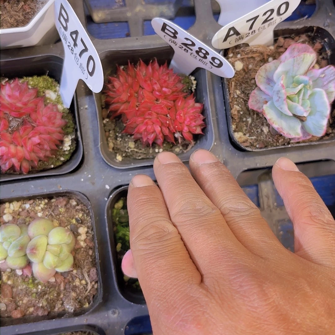 青**玉B289黑天鹅一物一拍