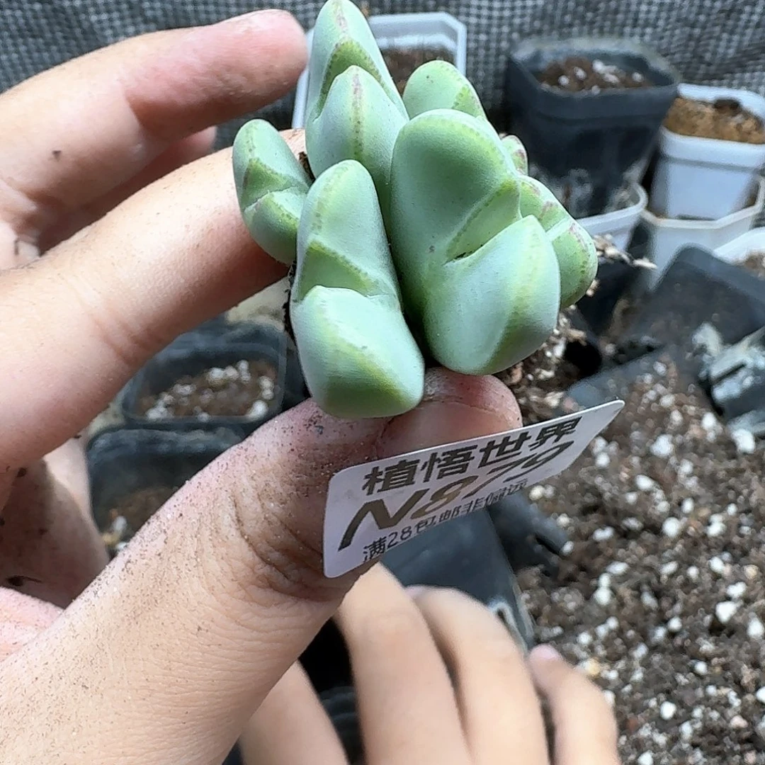 多肉植物的润泽cb
