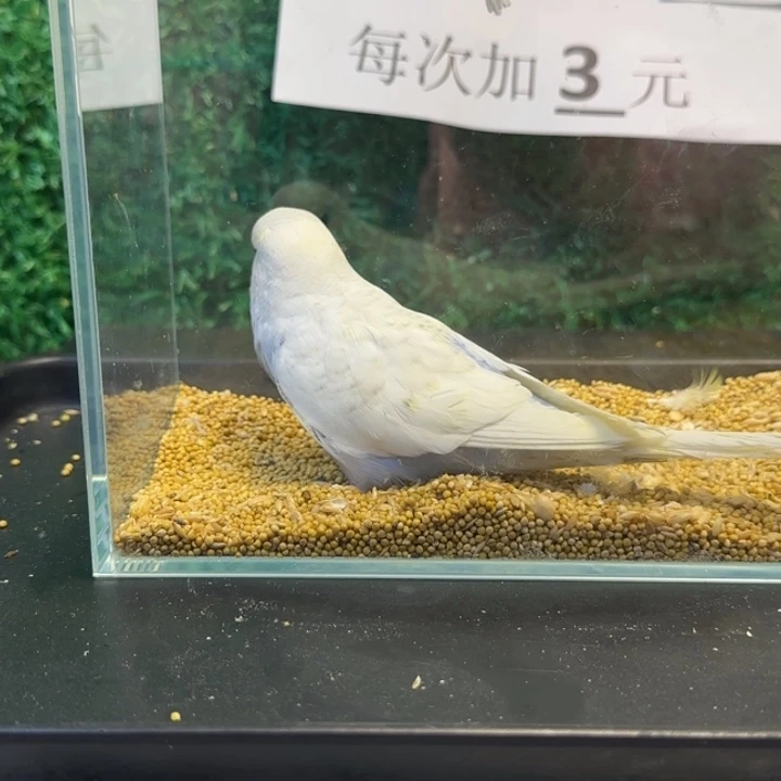 虎皮鹦鹉大头虎皮鹦鹉