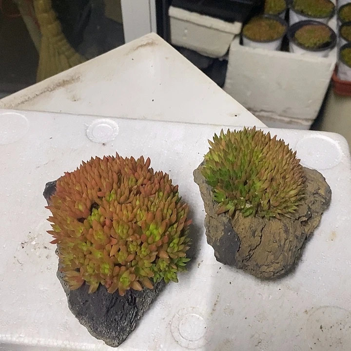 风***～瓦松素材啊啊啊啊啊