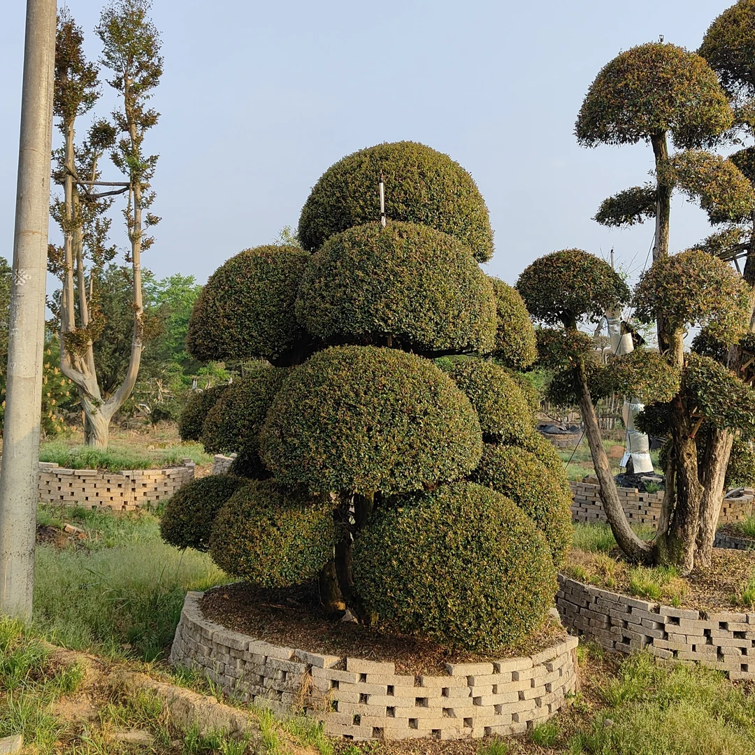 四季不落三叶红芽赤楠  耐高温 耐修剪 观赏价值高