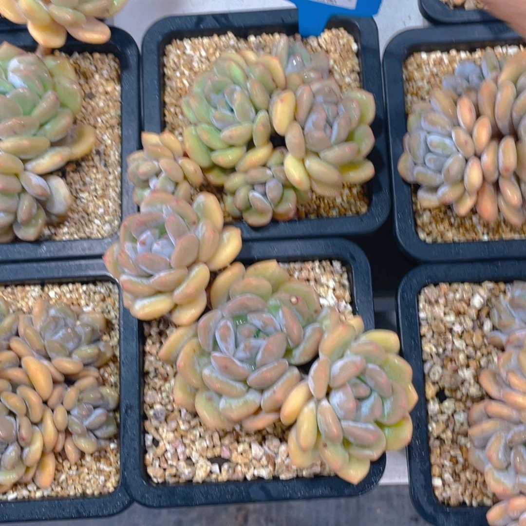 0629-20-香橙老桩群生一颗