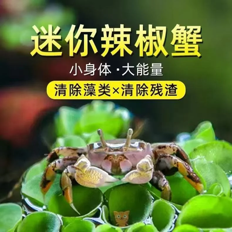 迷你辣椒蟹宠物蟹活体淡水观赏蟹鱼缸清洁除藻适合鱼缸好养活爬宠