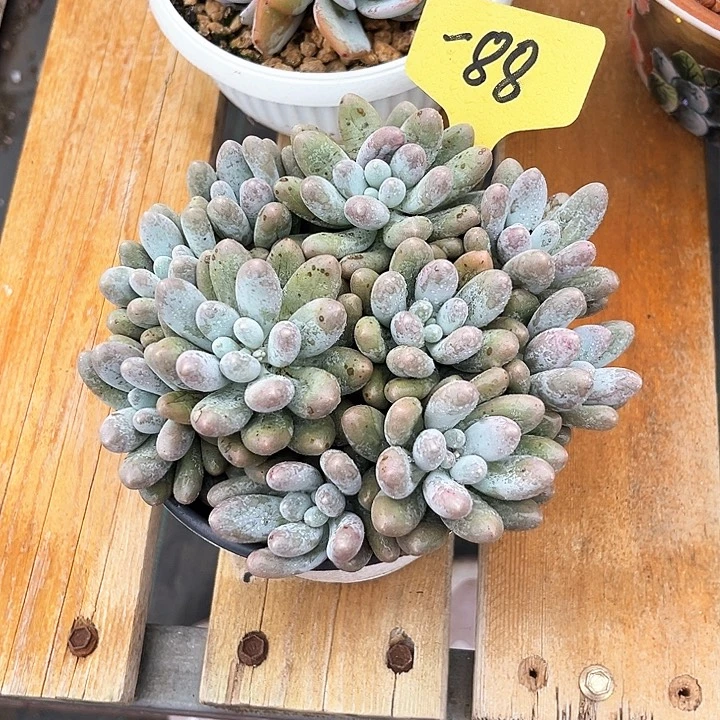 汤圆88号码牌子的话题