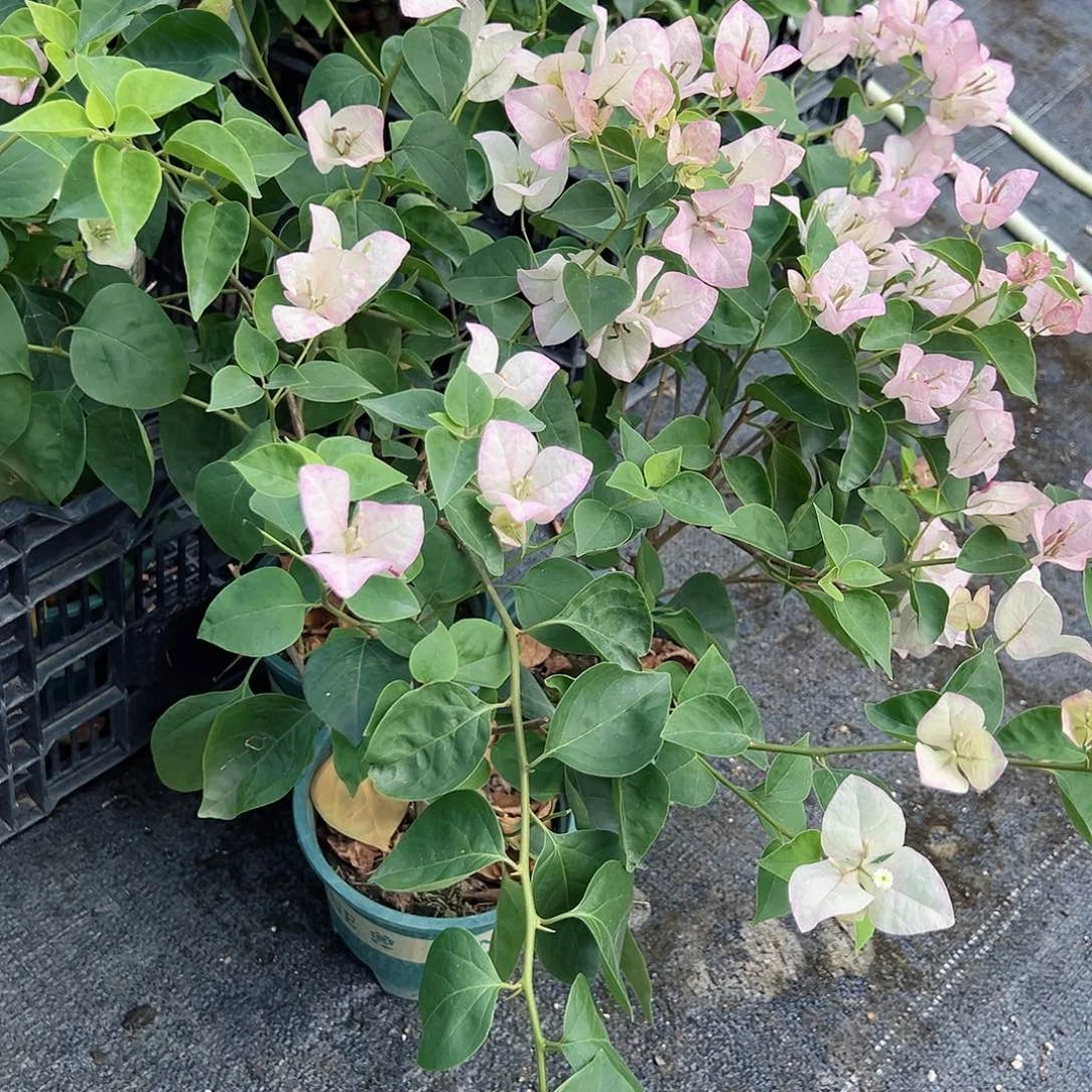 当前无花栽培后可以开花五宝掌中宝一棵