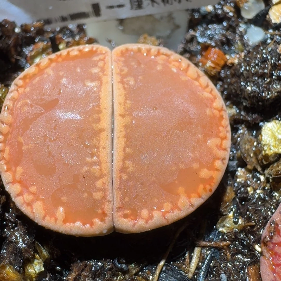 Sss清仓便宜出了348