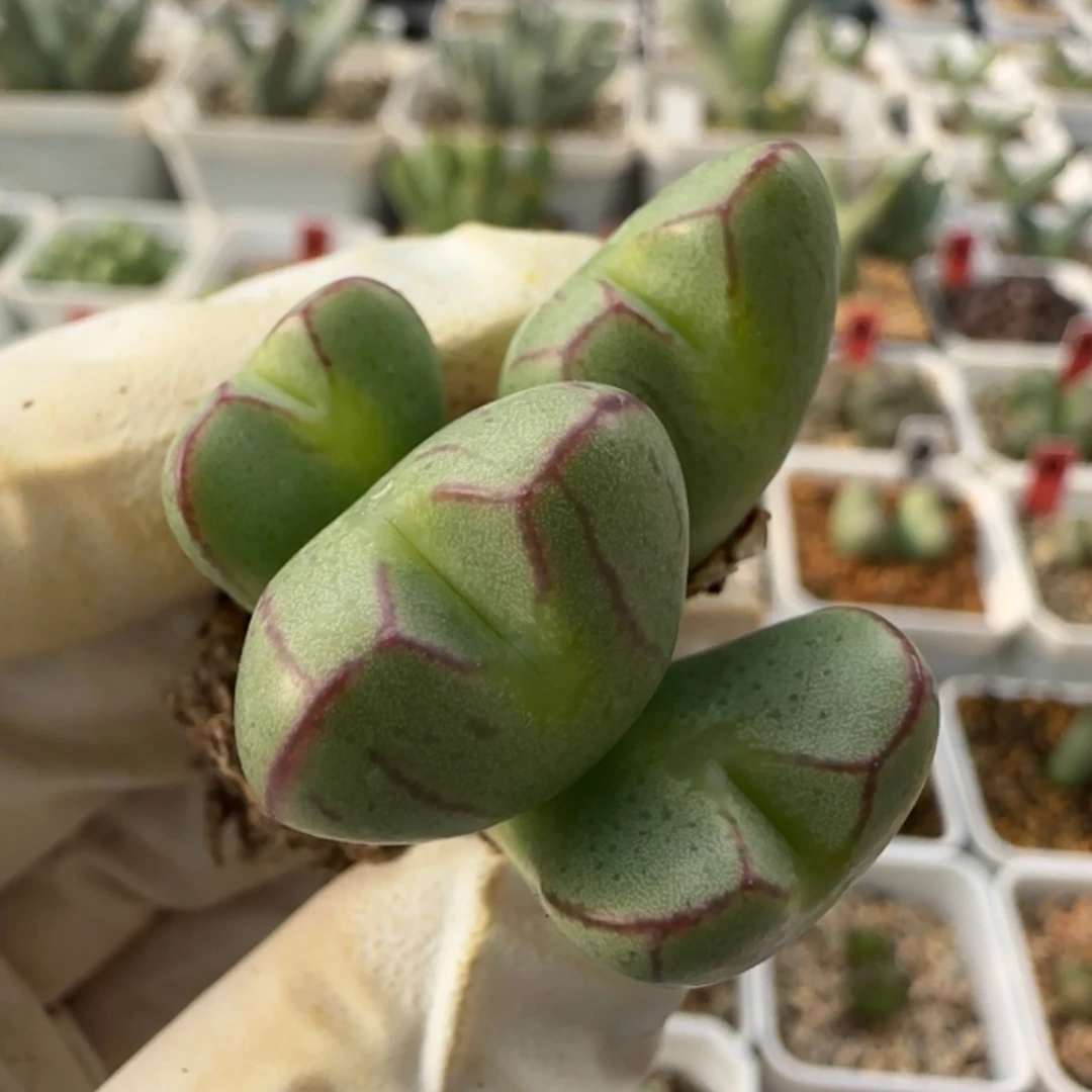 12-7-129当天满38包邮大型mf3杂交1.9cm脱土