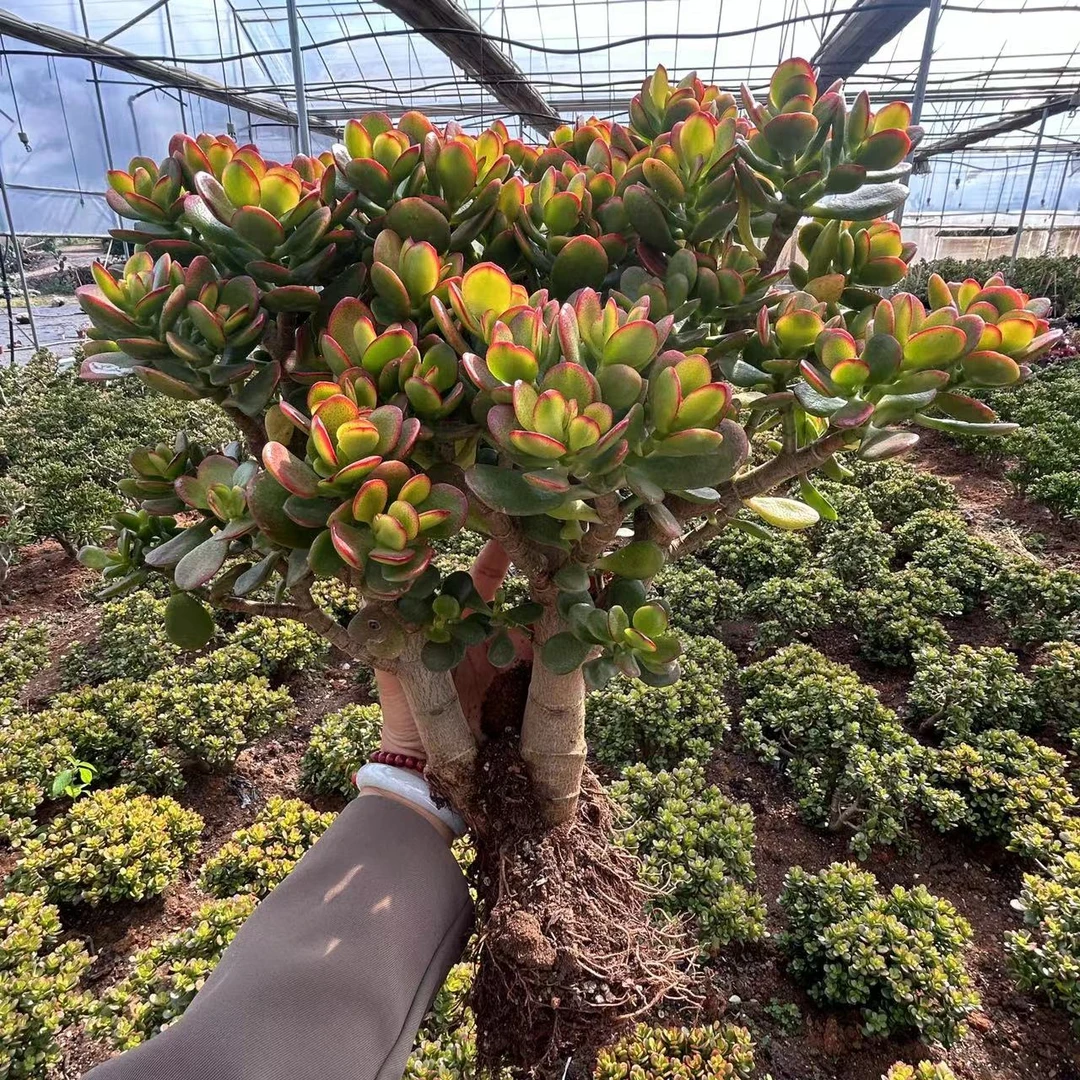 摇钱树   新手必拍 好看好养 室内室外 多肉绿植  云南昆明发货