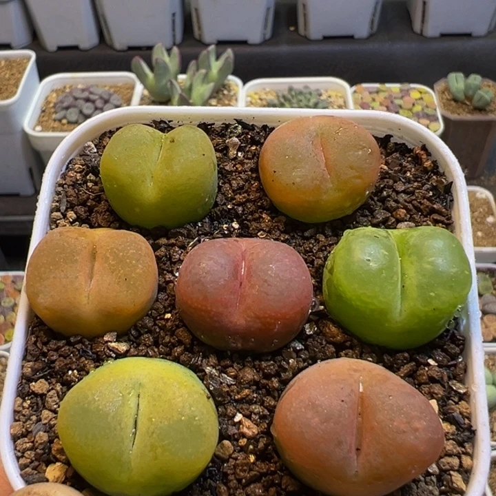 85多肉植物百科植物