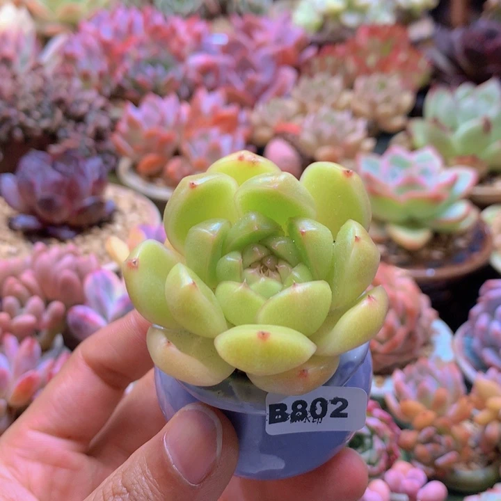 一物一拍含盆土满38包邮B802