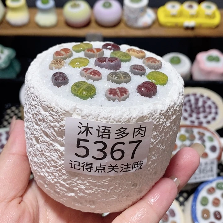 带盆土植物 一物一拍5367
