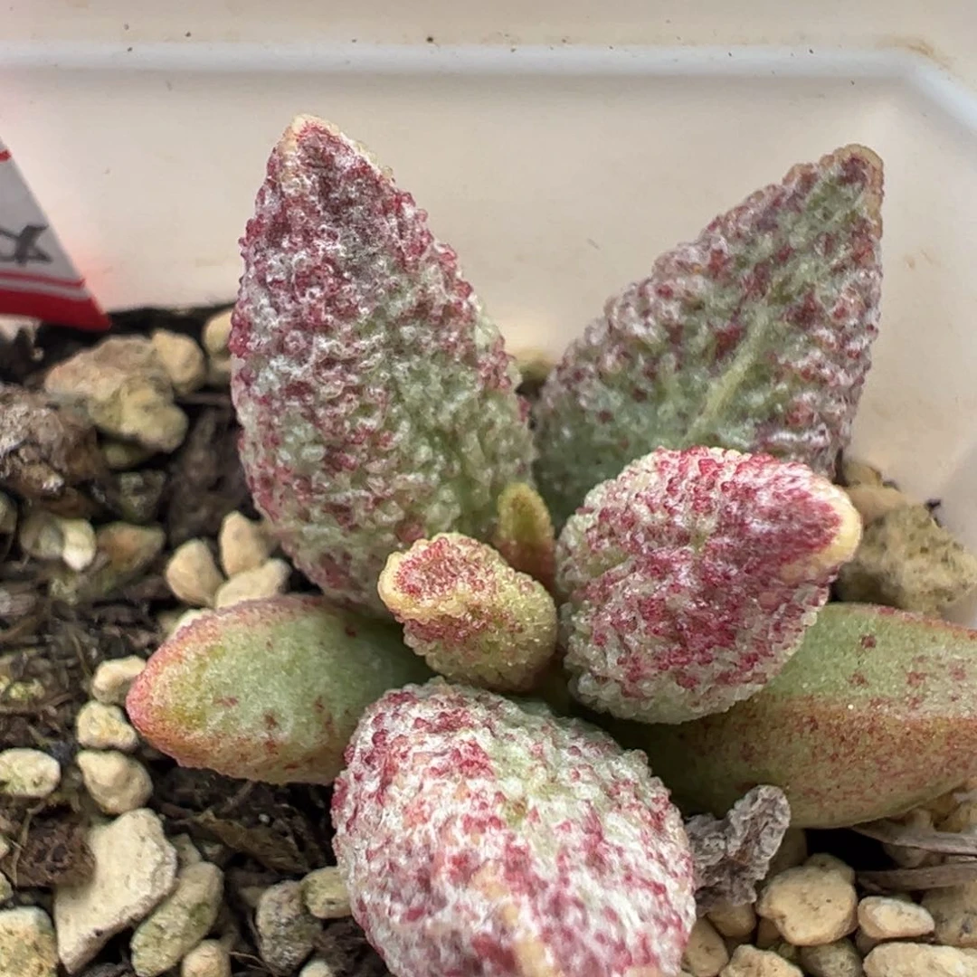 七彩仙女多肉植物