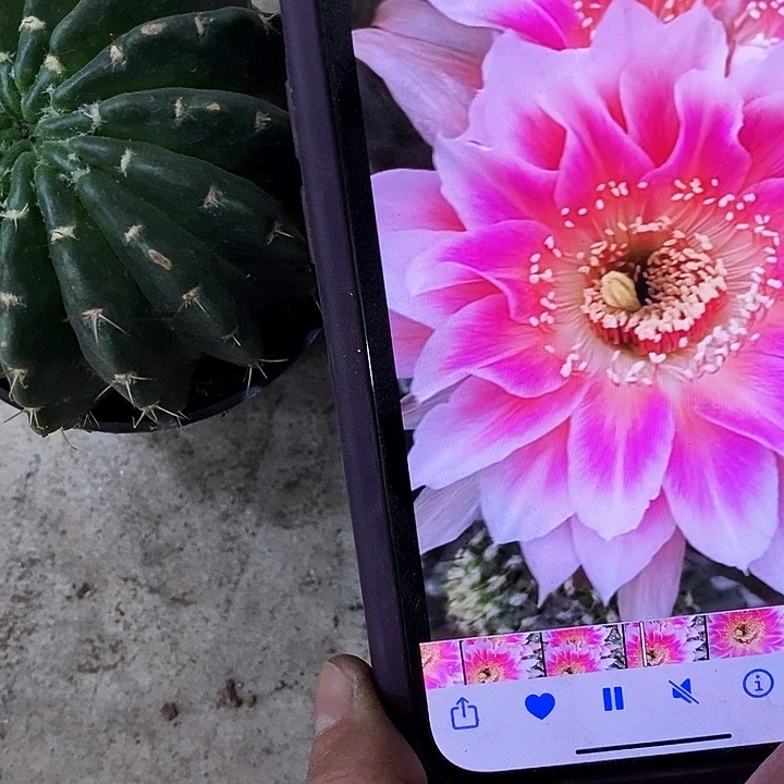 紫雪丽花仙人球，247899