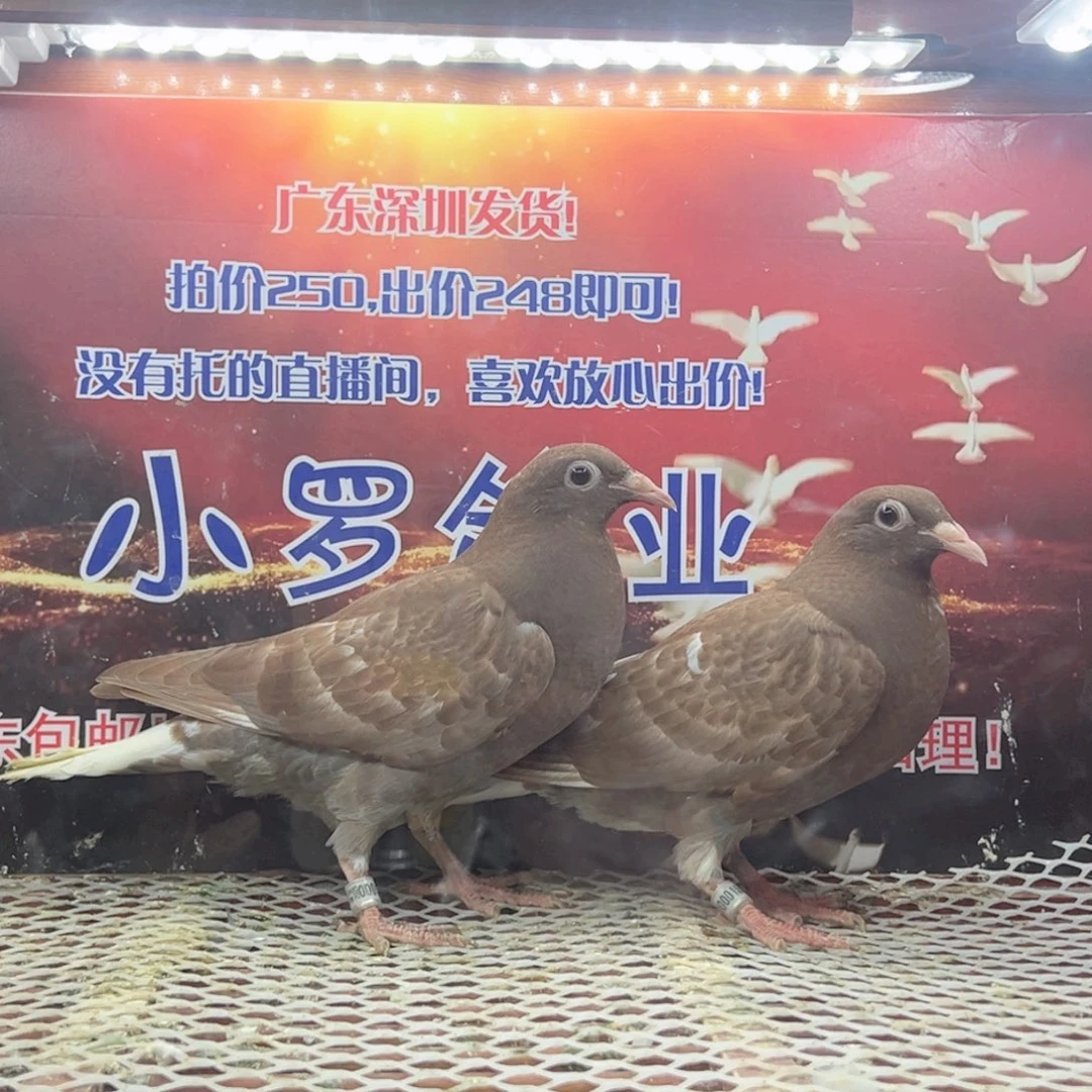 红雨点杨啊腾原窝原对小幼鸽