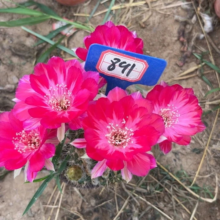 兜***5891，丽花血影。。。。