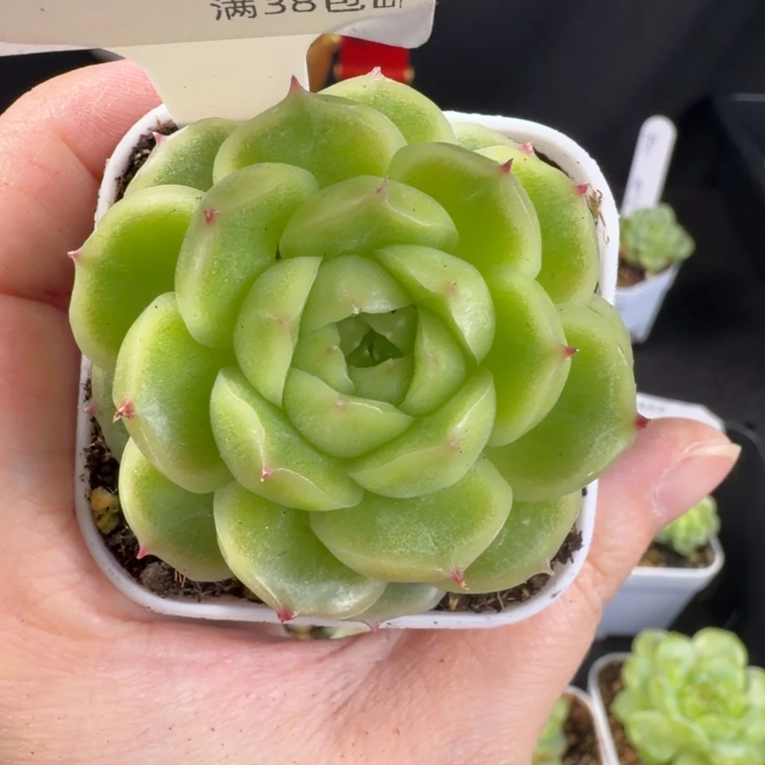 包子珍妮麦秆单头265号