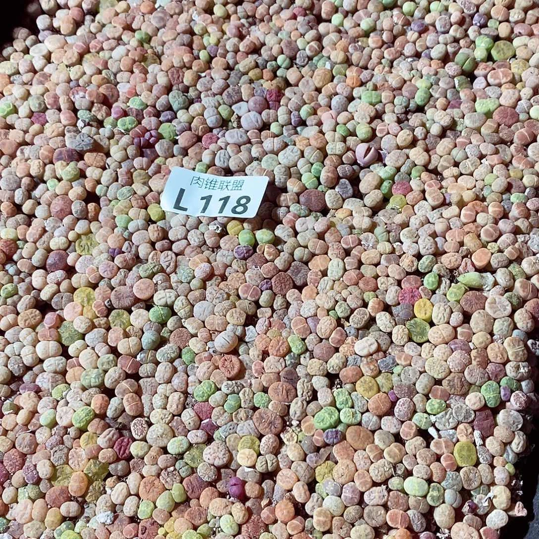 118采矿呃呃呃呃呃呃呃呃呃呃呃呃