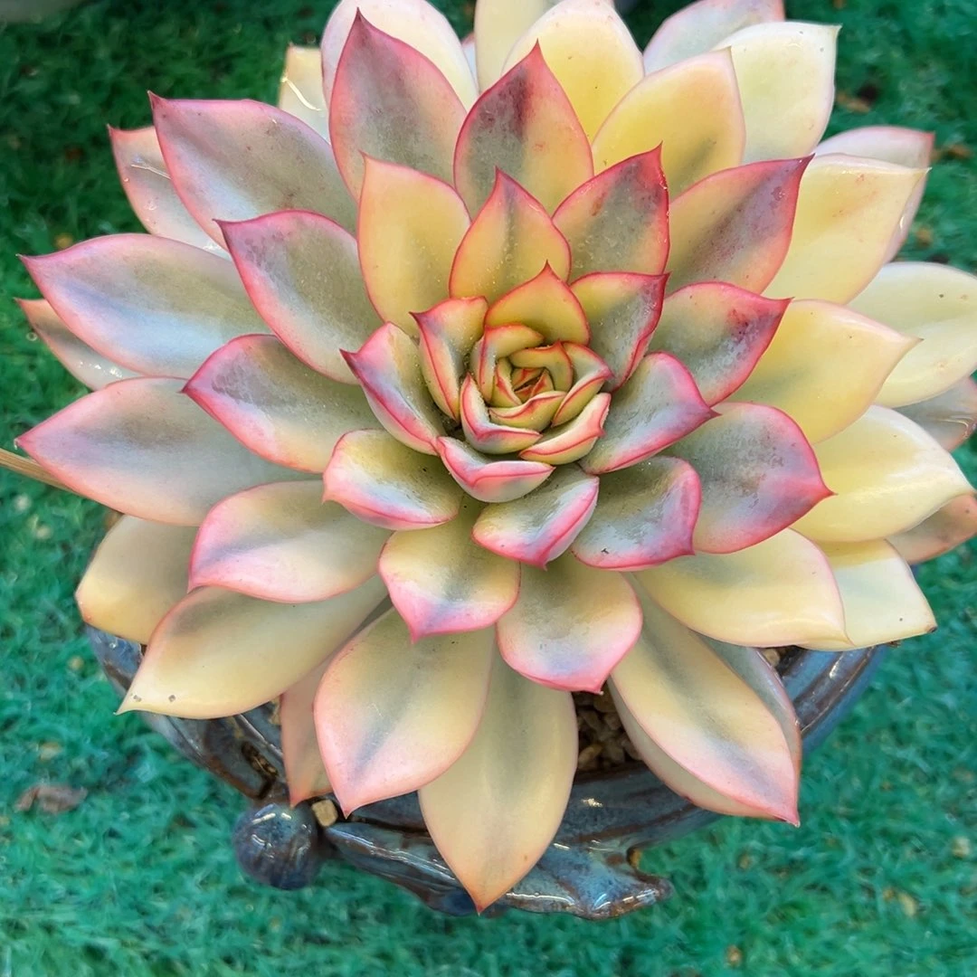 月光女神锦，，，，，，，，，，，，，，，