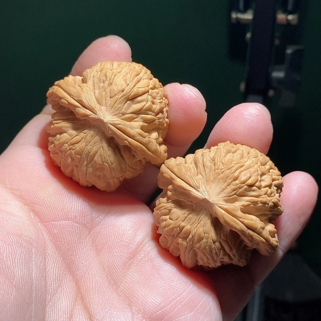 把件文玩核桃42白狮子全品