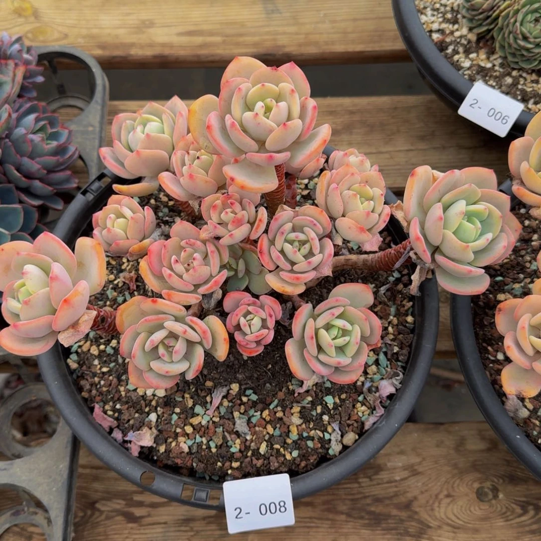 Ꮺ****¾2-008白月光福利价不包损