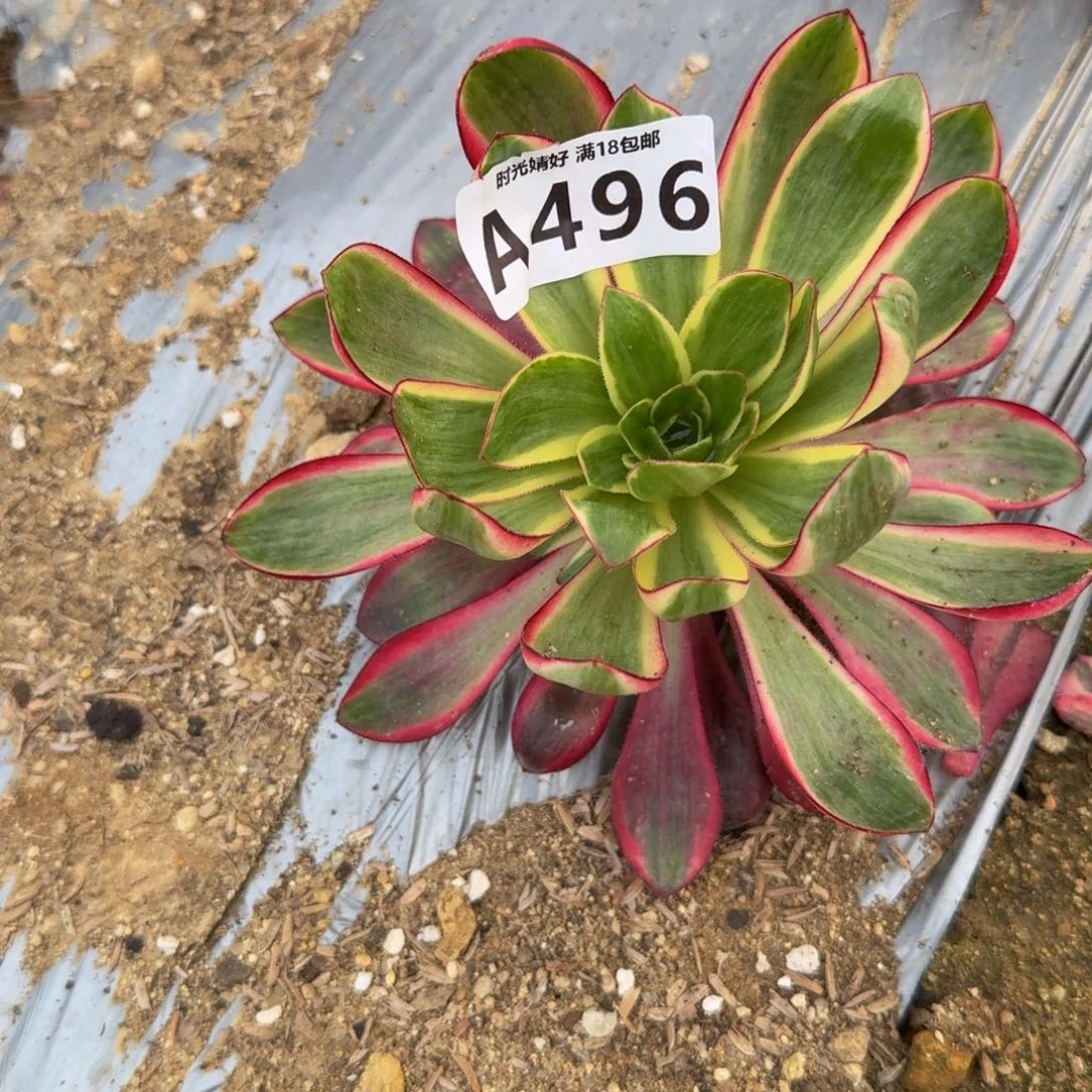 @****％496烈焰。多肉植物