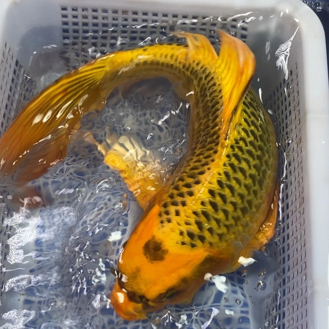 锦鲤冷水锦鲤包邮