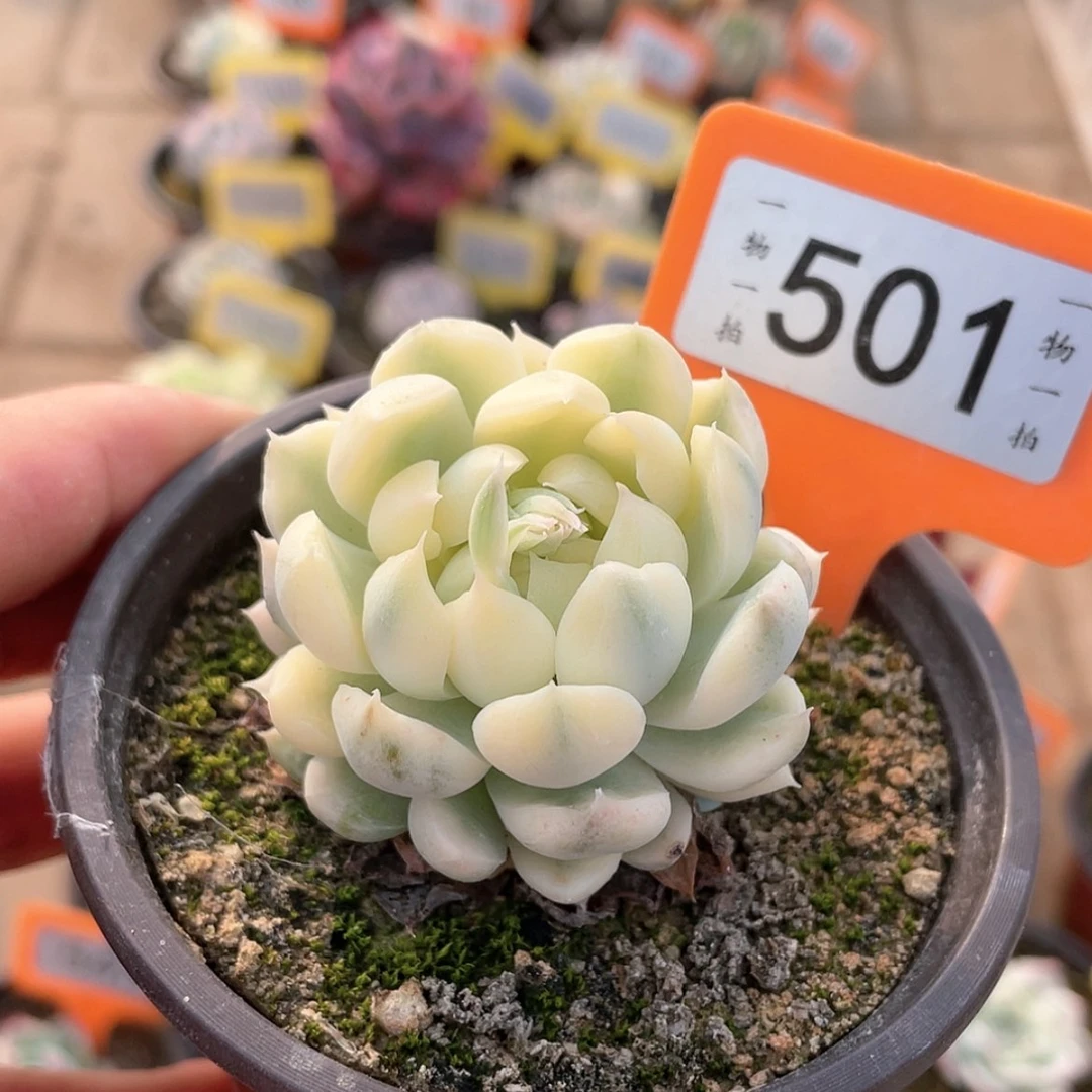 【闪购商品】501号