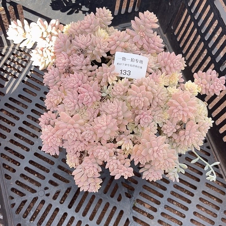 天***灵姬秋丽锦，一物一拍