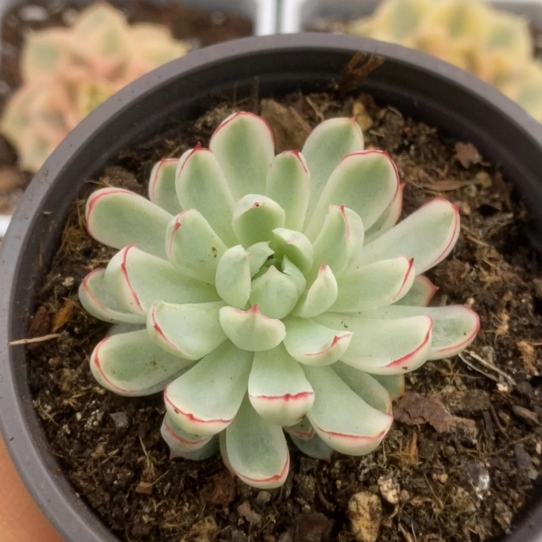 712白覆轮梦幻玫瑰锦