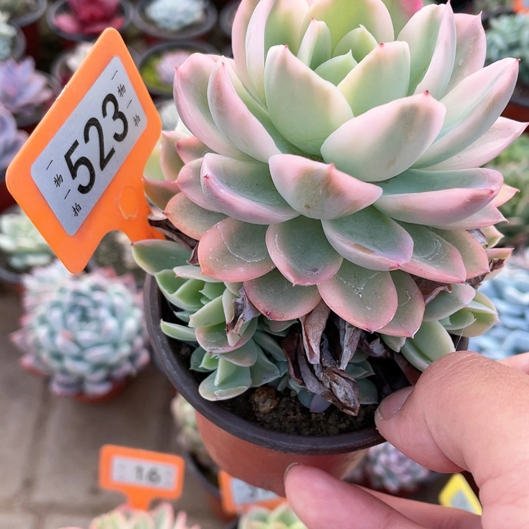 【闪购商品】523号