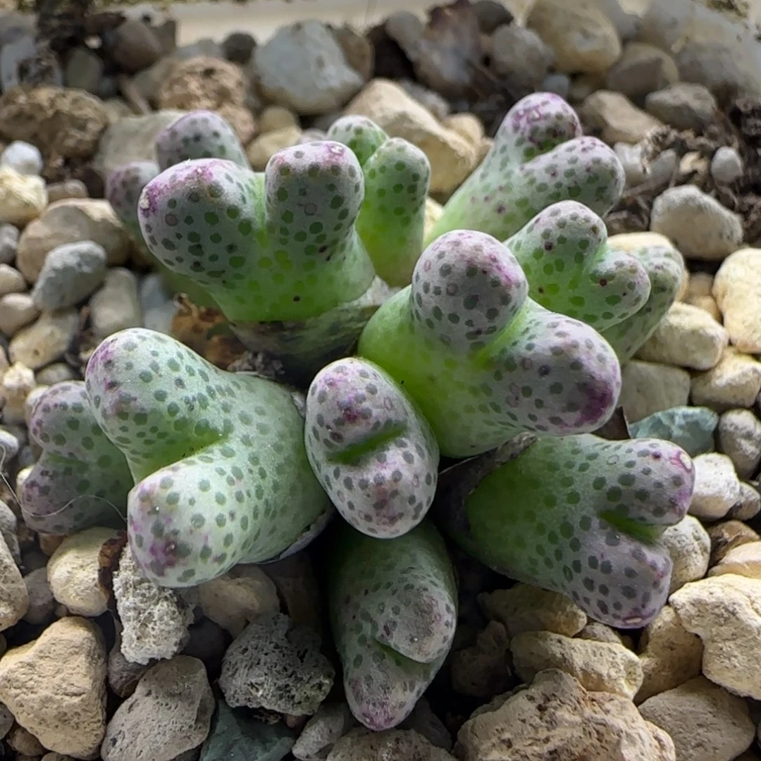 10-26-2-5当天满38包邮13头日系955d斑马脱土