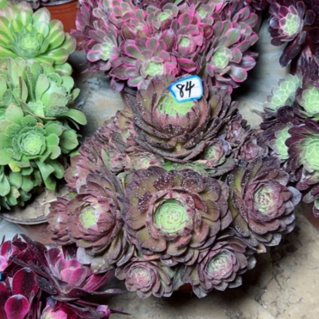 【闪购商品】多肉植物万拉丝84