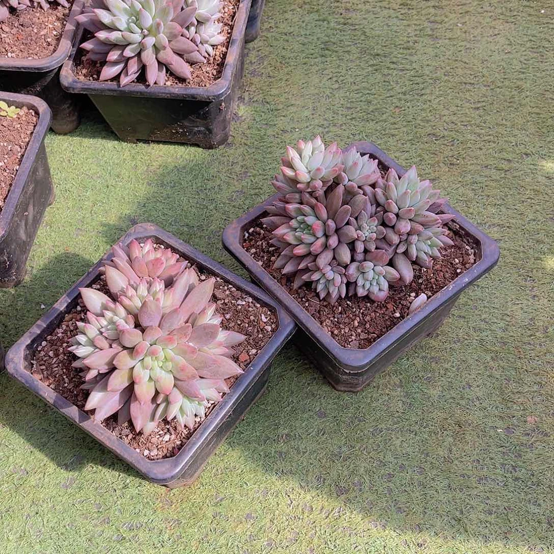 张*姐多肉水晶球张姐